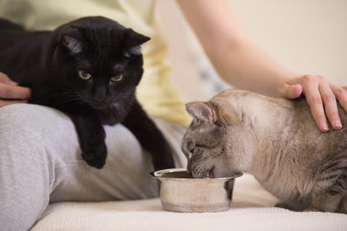 Two Cats Relaxing