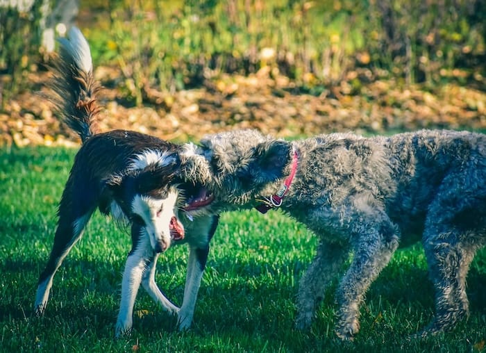 two dogs playing in yard