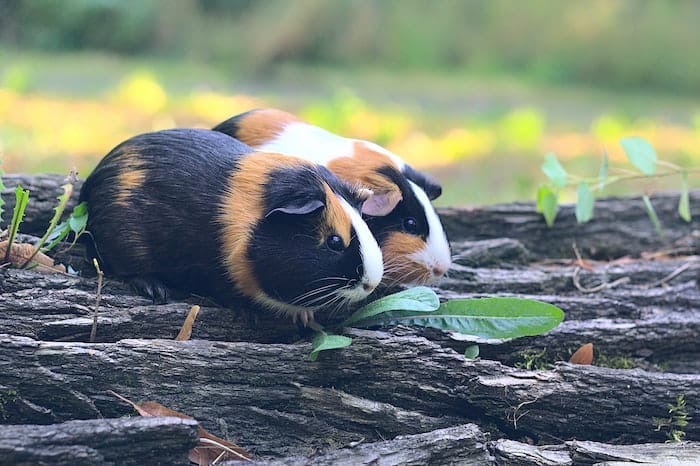 guinea pigs outside