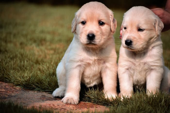 two puppies