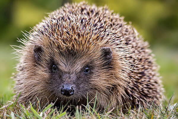 type of hedgehog