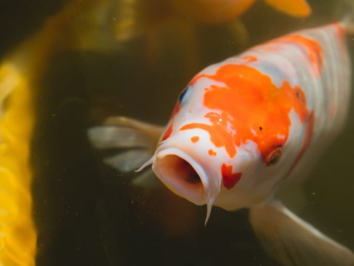 koi with mouth open