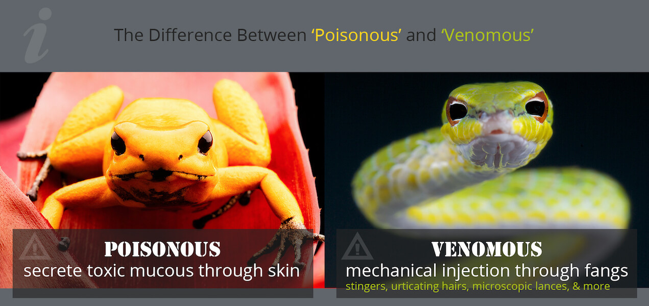 venomous vs poisonous