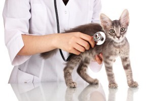 vet care