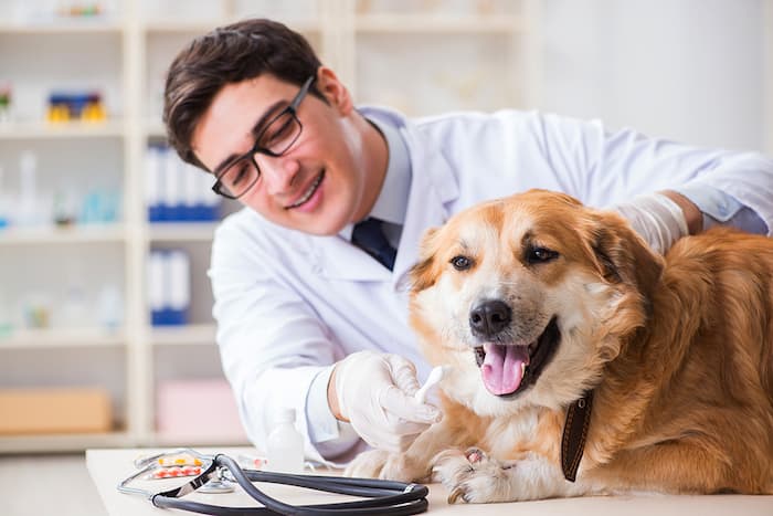 vet looking at dog