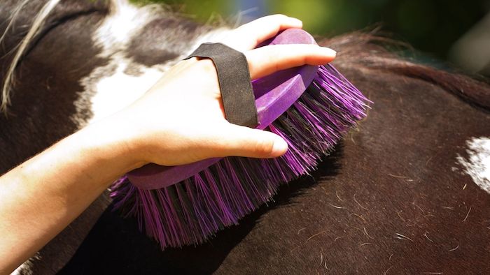 brushing a horse