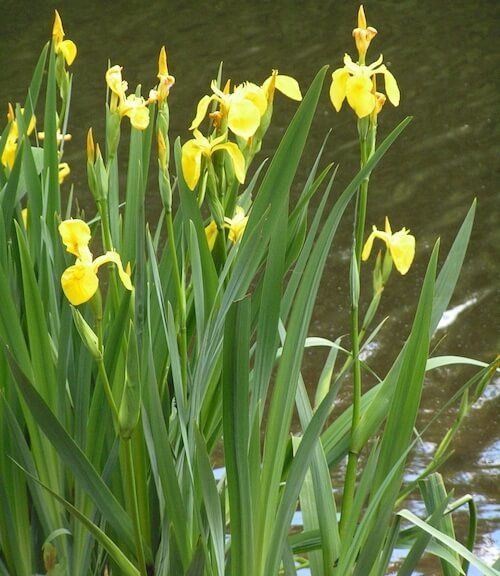 Iris Pseudacorus