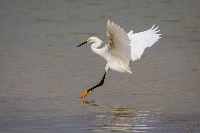 a snowy egret