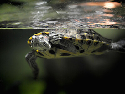 Water Filtration Turtle Aquariums
