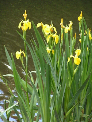 Iris Pseudacorus pond plant