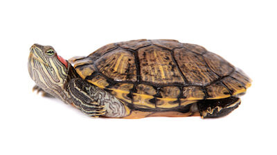 small red-eared water turtle