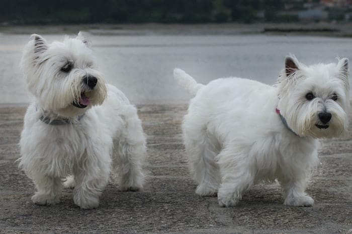 West Highland White Terriers