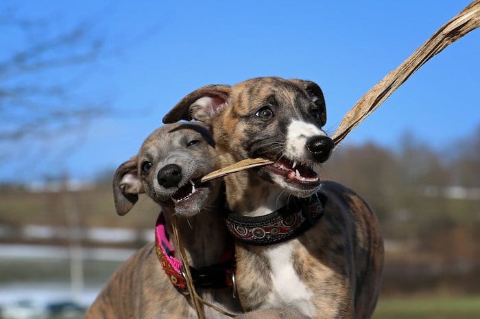two whippet dogs sharing a stick