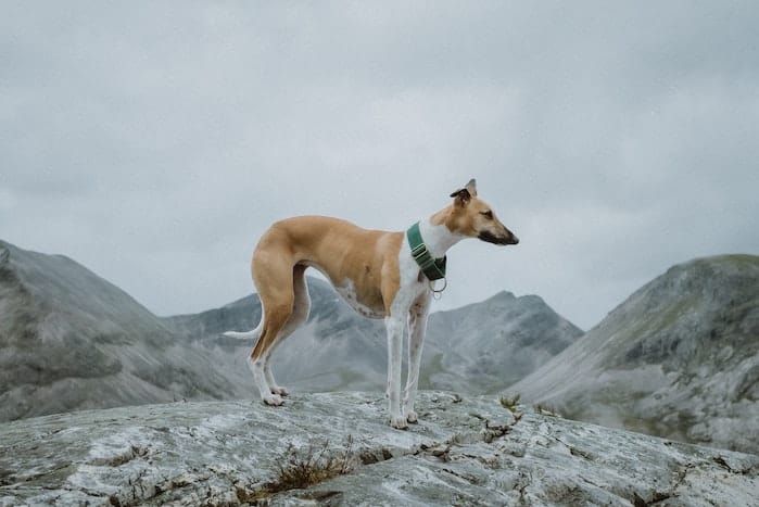 whippet