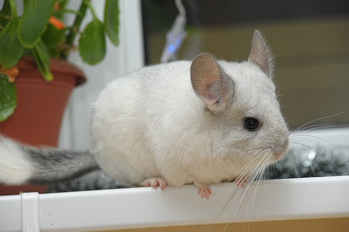 can you potty train a chinchilla