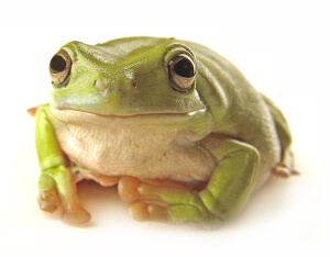 Caring for a Pet Frog