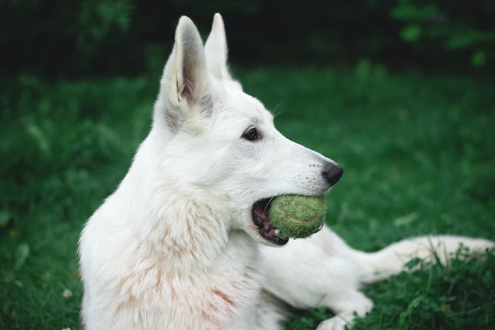 white german shepherd