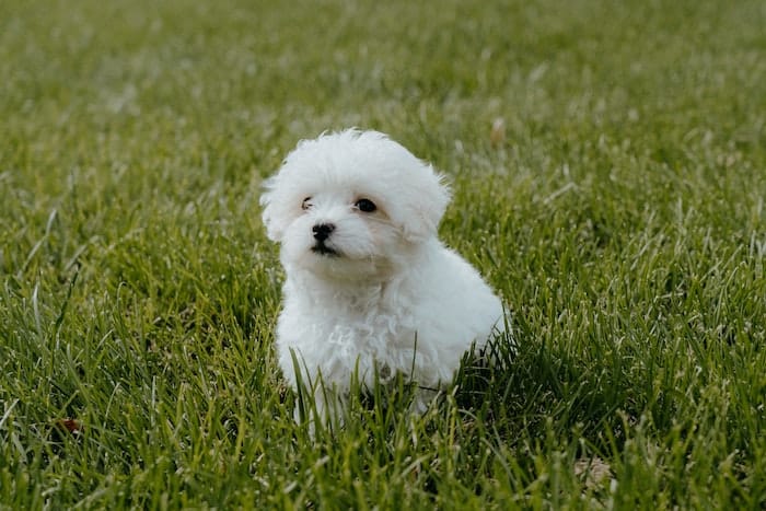 little white maltipoo in grass