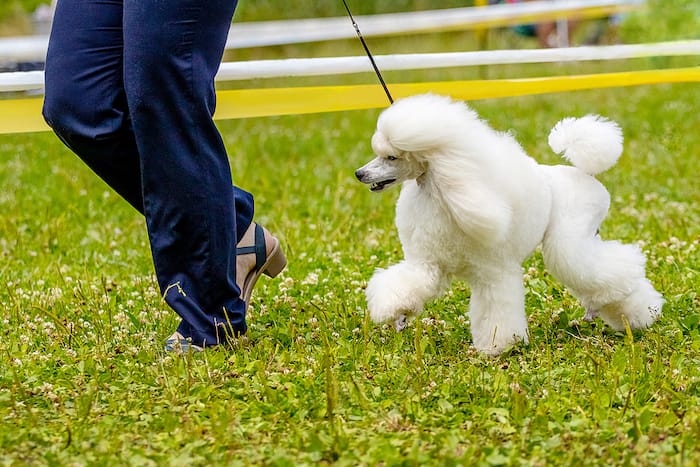 white poodle