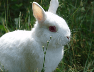 white-rabbit