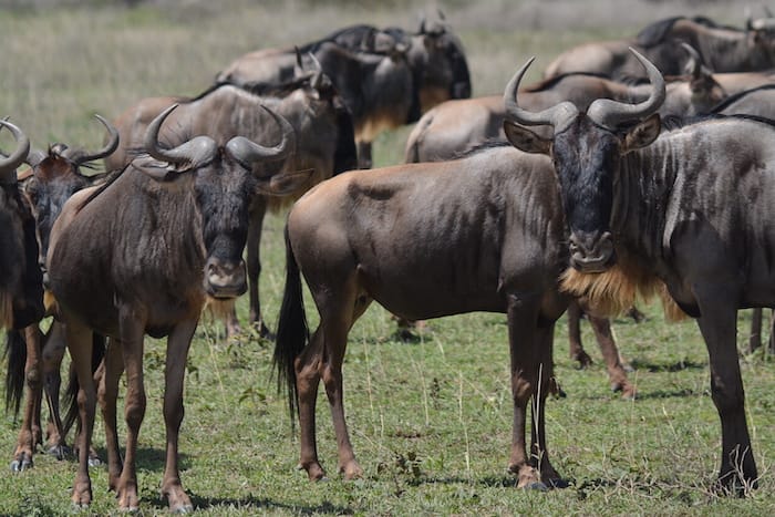 wildebeest looking