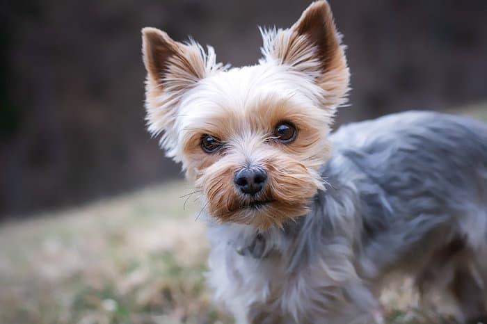 yorkie