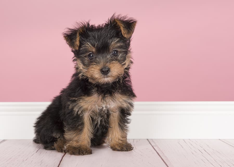 Yorkshire Terrier Puppy