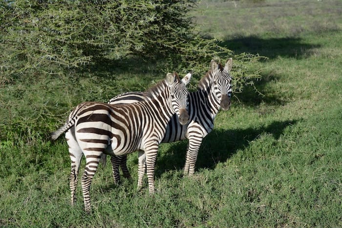 zebras in grass